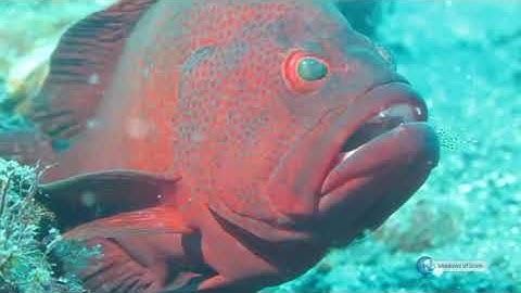 MIRACLES OF CREATION # ANIMALS # CLEANERS UNDER THE SEA