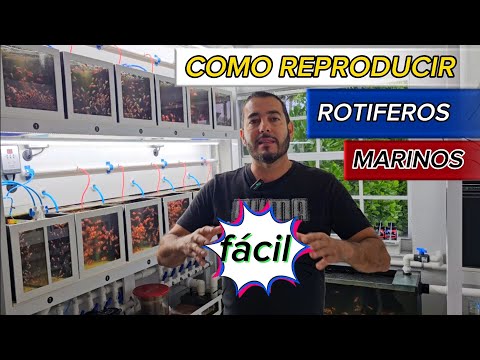 Reproducción de rotiferos