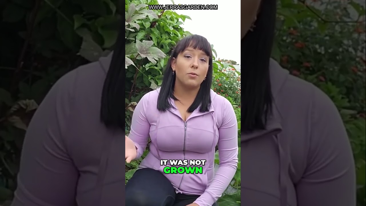 Where to Buy Seed Garlic: Tips for Finding Certified Disease-Free Bulbs