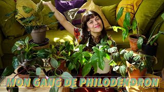 #2 COLLECTION : TOUS MES PHILODENDRONS