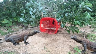 Awesome Smart Boy Catches Komodo Dragon By Quick Trap_How To Make Komodo dragon trap That Work 100%