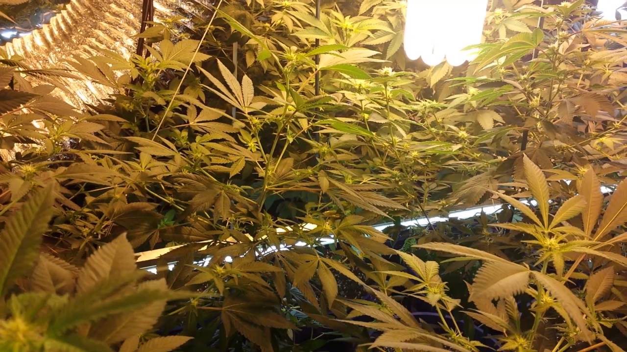 HOW TO GROW BIG FAT BUDS 4 |GROW BIG BUDS