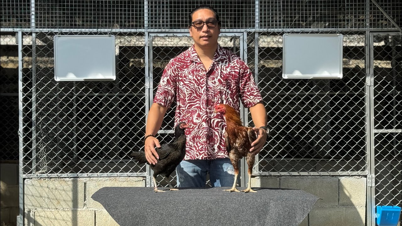 นำเข้า พ่อแม่่พันธุ์ ไก่ชนใบหยก168