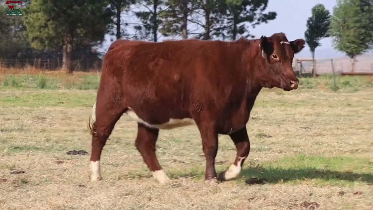 Lot 21 - NMS 20-115 op die Niemen Beef Shorthorn Veiling, 15 Oktober 2022.