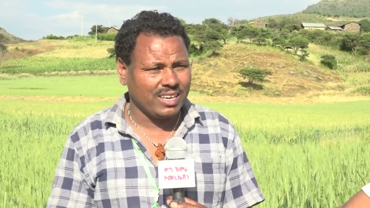 በሰቆጣ ወረዳ ሳይዳ በኩታገጠም የለማ ስንዴ !