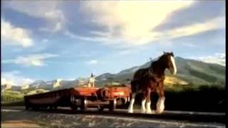 Budweiser 'Rocky'