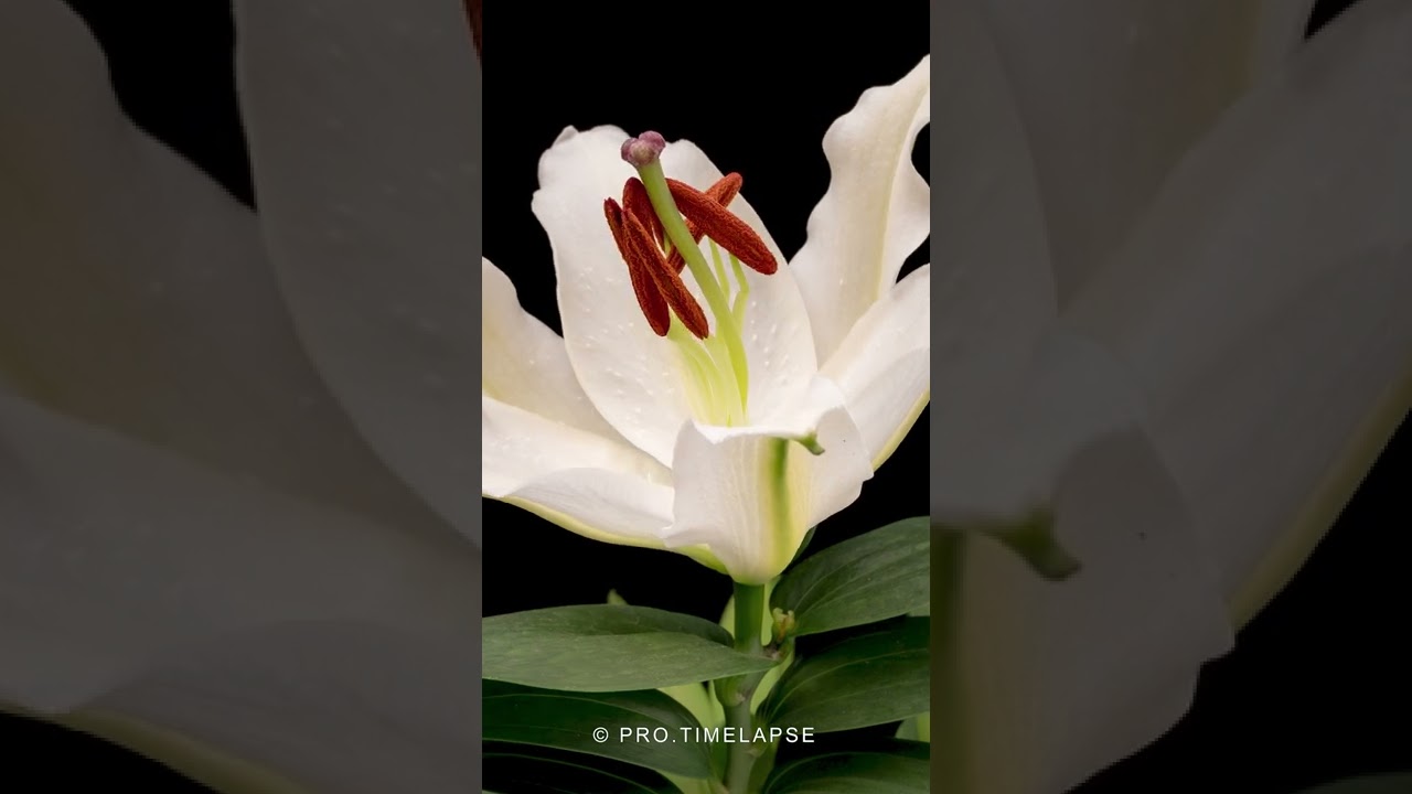 White Lily flower blooming Time Lapse 