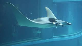イトマキエイ 2021 ＠海遊館 - YouTube