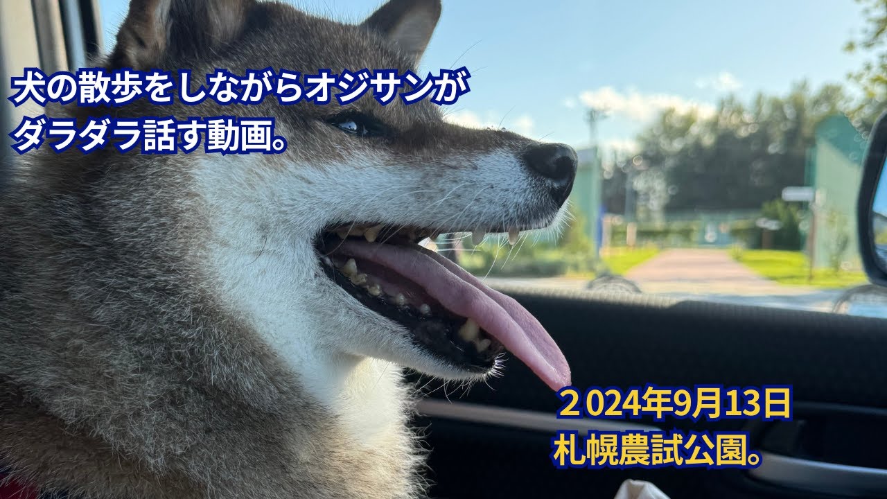 おじさんがダダダラ話しながら柴犬の散歩をする動画（札幌農試公園9月13日）