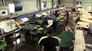 Fresh Food Update - The Asparagus Family