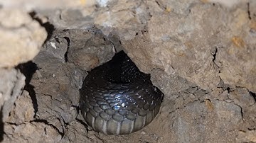 Cuộc Gọi Cầu Cứu Khẩn Cấp_Con Rắn Cực Độc Sẩy Nằm Dưới Sàn Giường Bà Cụ 80 Tuổi |Mười Thương SB_T43