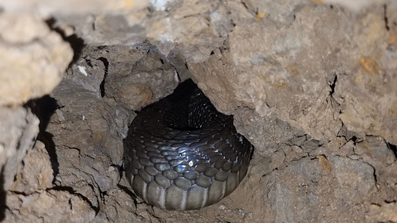 Cuộc Gọi Cầu Cứu Khẩn Cấp_Con Rắn Cực Độc Sẩy Nằm Dưới Sàn Giường Bà Cụ 80 Tuổi |Mười Thương SB_T43