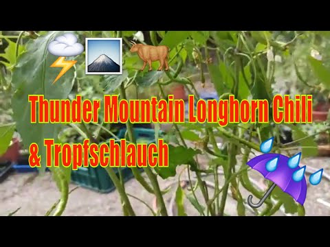 Thunder Mountain Longhorn: So werden die Chilis über 30 cm lang