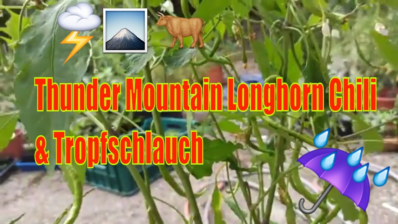 Thunder Mountain Longhorn: So werden die Chilis über 30 cm lang