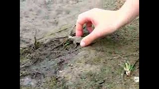 Releasing Spiny Softshell Turtle Hatchlings