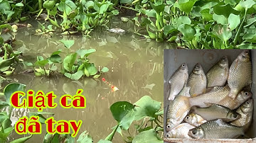 Câu Cá Mè Vinh Mùa Nước Nổi Gặp Mưa Lớn Mà Cá Vẫn Dính Liên Tục | Fishing Miền Tây