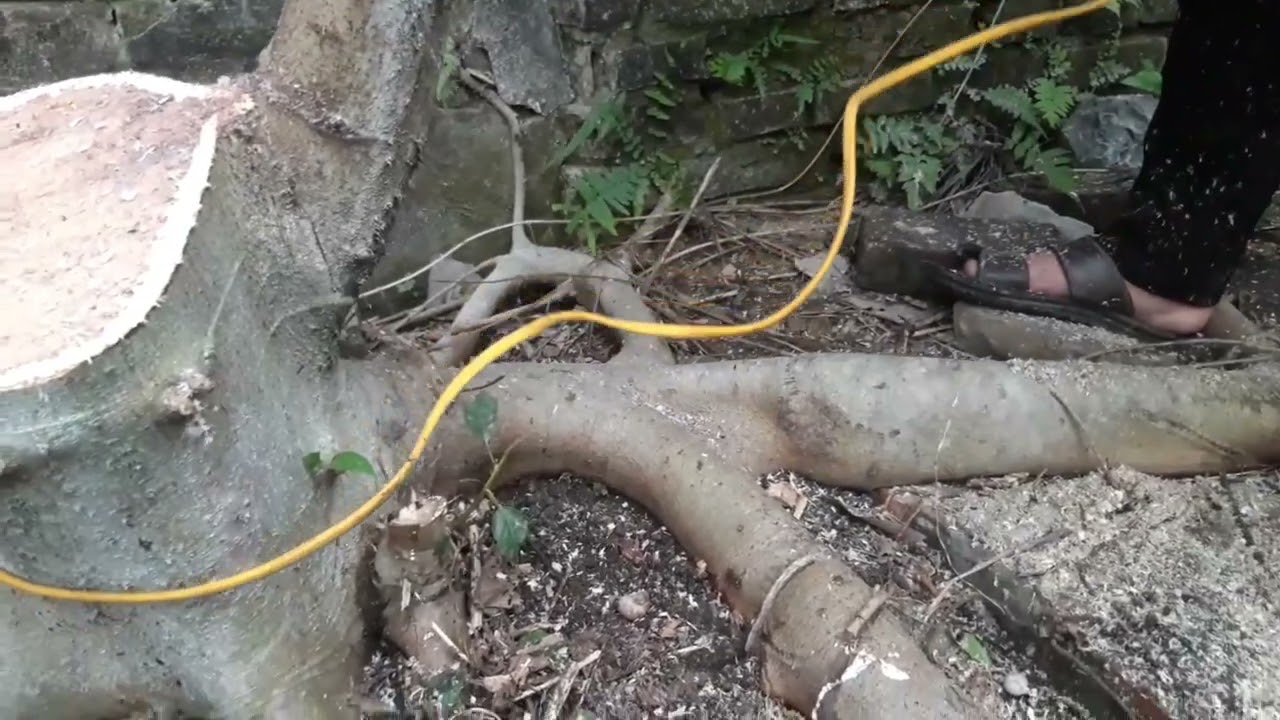 Tìm Được Gốc Sung Phôi Có Bộ Rễ Cực Đẹp Bên Ngôi Nhà Hoang