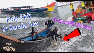 କତ ମତ ମଛ ବଟ ଉପର ଡଉ ଚନତ Moti Macha Palpu Kerala Samudra Pulp Fish In Kerala Sea