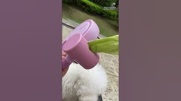 Ultimate 3-in-1 Retractable Dog Leash – Designed for Convenience, Safety, and Style! 🚶‍♂️🐕