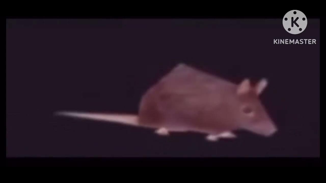 rat spinning YouTube