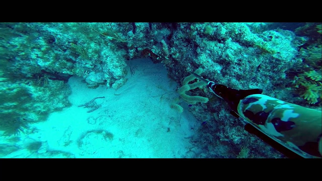 Spearfishing with the crew Dec 2014