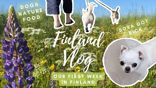 Our First Week In FINLAND / Sora Got Sick 😷 / LIFE IN FINLAND / CHIHUAHUA ❣️
