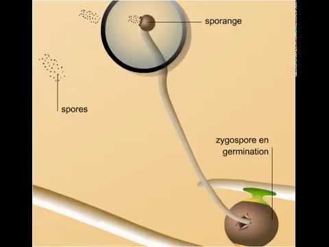 Reproduction sexuée d&rsquo;un zygomycète