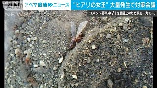 ヒアリが国内定着の危機・・・政府、緊急対策取りまとめ(19/10/21)