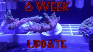 Zeovit System Week 6: Zeobak Dosing Update & Hair Algae Is Gone!
