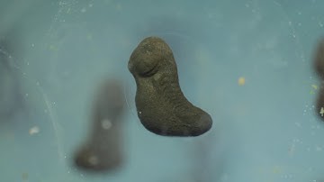 Tadpole Development Time Lapse