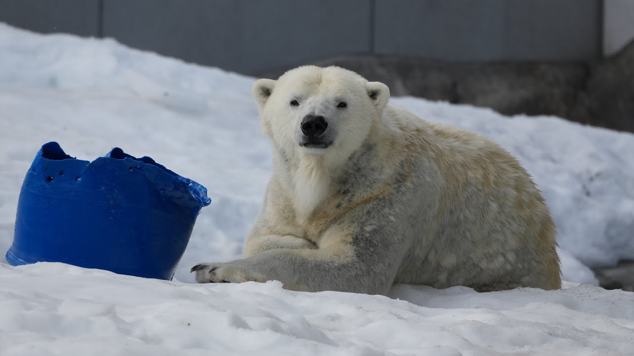 2026 3 1円山動物園 リラ ライト