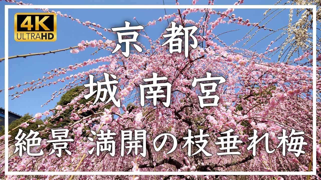 早春の京都・梅 2025 〜 城南宮 神苑 〜 150本の見事なしだれ梅が満開 