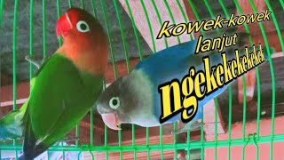 suara lovebird kowek-kowek lanjut ngekek panjang