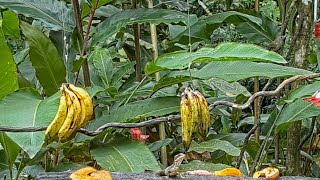 Brief Visit From A Fasciated Antshrike On The Panama Fruit Feeder Cam – July 1, 2021
