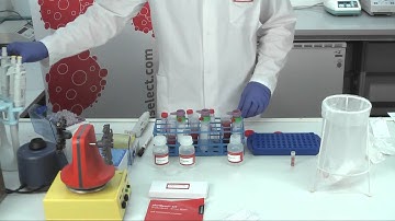 pluriSelect Video Tutorial - Cell Separation from whole blood
