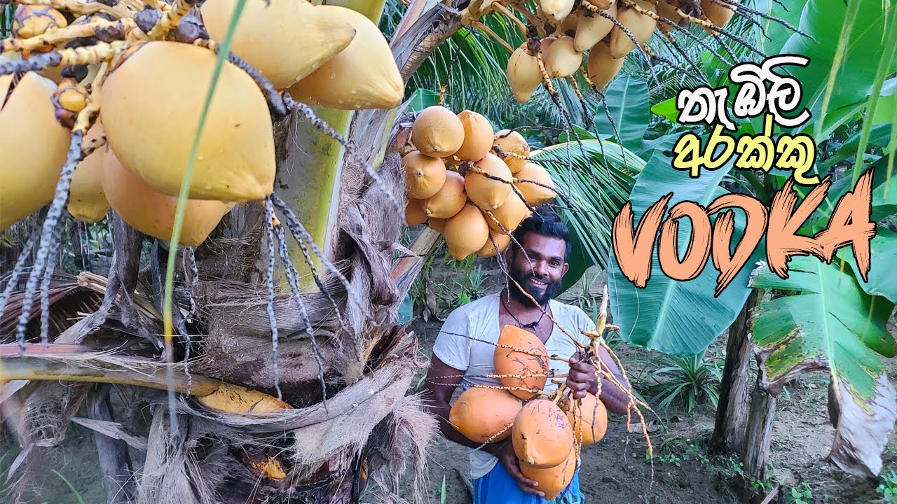 King coconut vodka/vine at home village style Thambili arakku sri