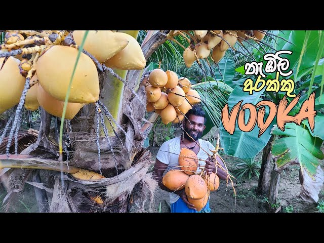 King coconut vodka/vine at home village style - Thambili arakku sri lanka | Kasippu
