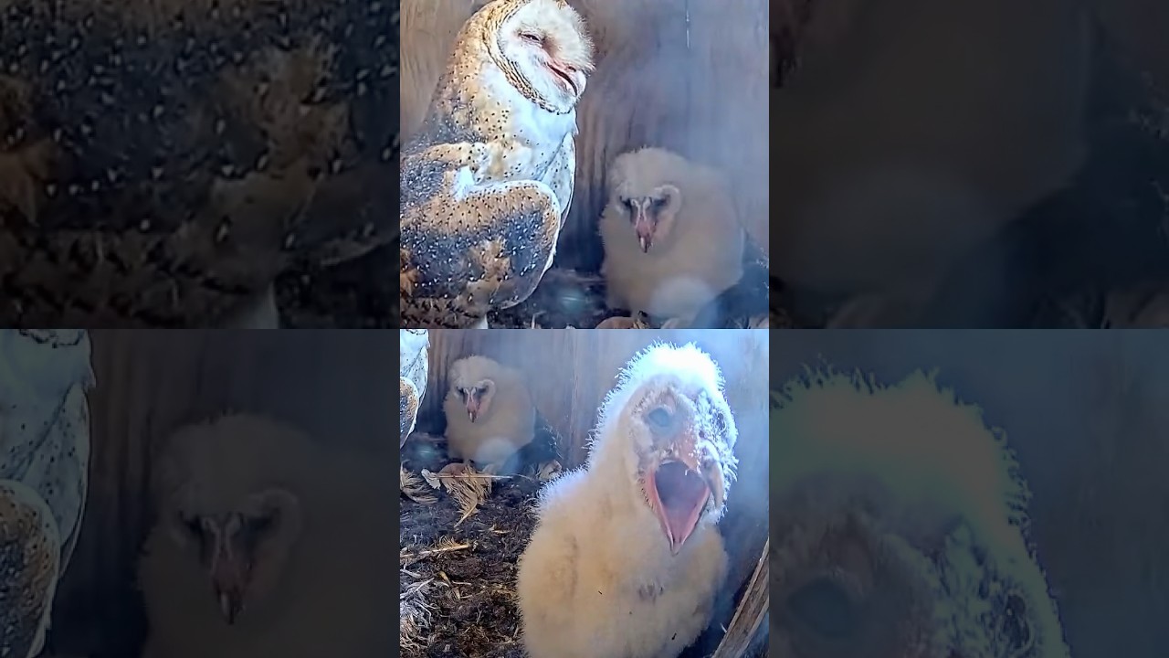 Look What Happens Here 👀 Rapid Throat Flutter!