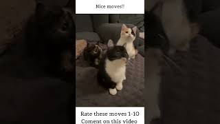 Details Cute Cats Headbanging To Music #shorts Guide