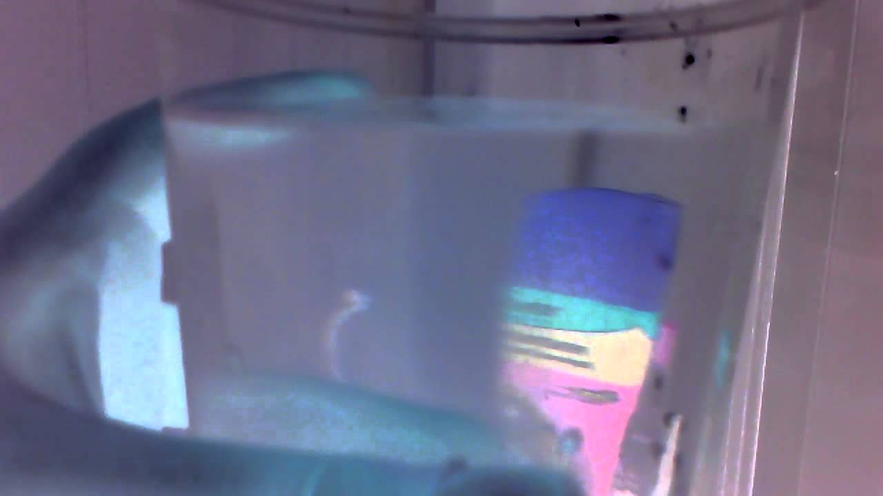 Pooflyn challenge effect