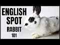 English spot rabbit 101