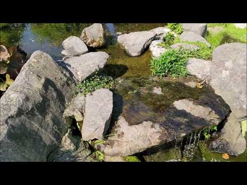 वीडियो: वानस्पतिक उद्यान 