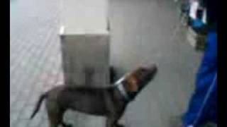 Staffik Wbija Się Na Slupka