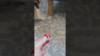 Kitty Vs. 3D Printed PokeBall