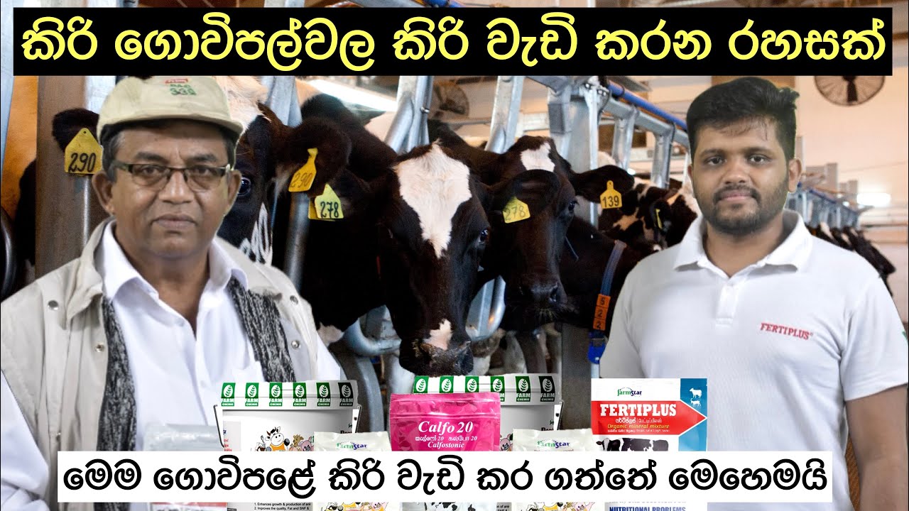 විශාල ප්‍රමාණයේ ගොවිපල්වල කිරි වැඩි කරගන්නා සාස්තරේ🐄🥛#dairyfarming #livestocknutrition #livestock 🐄🐐