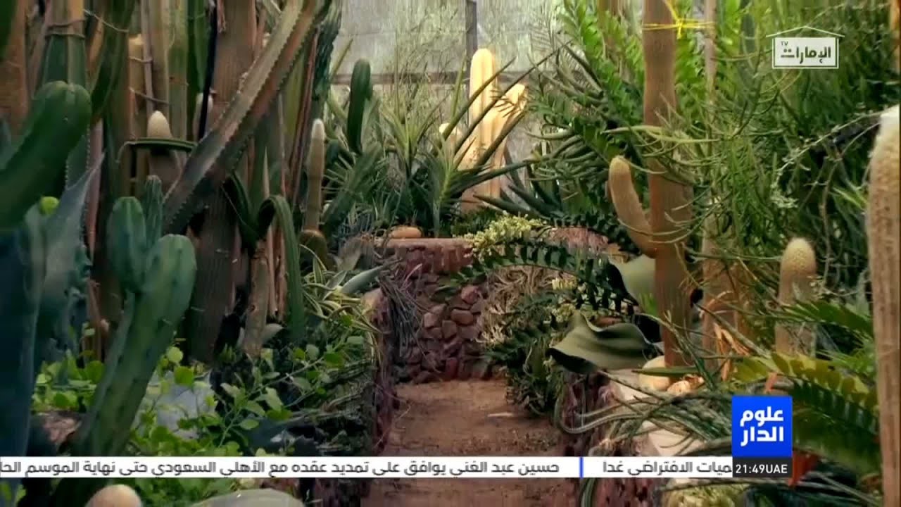 مواطن يجوب العالم بحثاً عن الصبار وينشئ أكبر مزرعة محمية بالإمارات