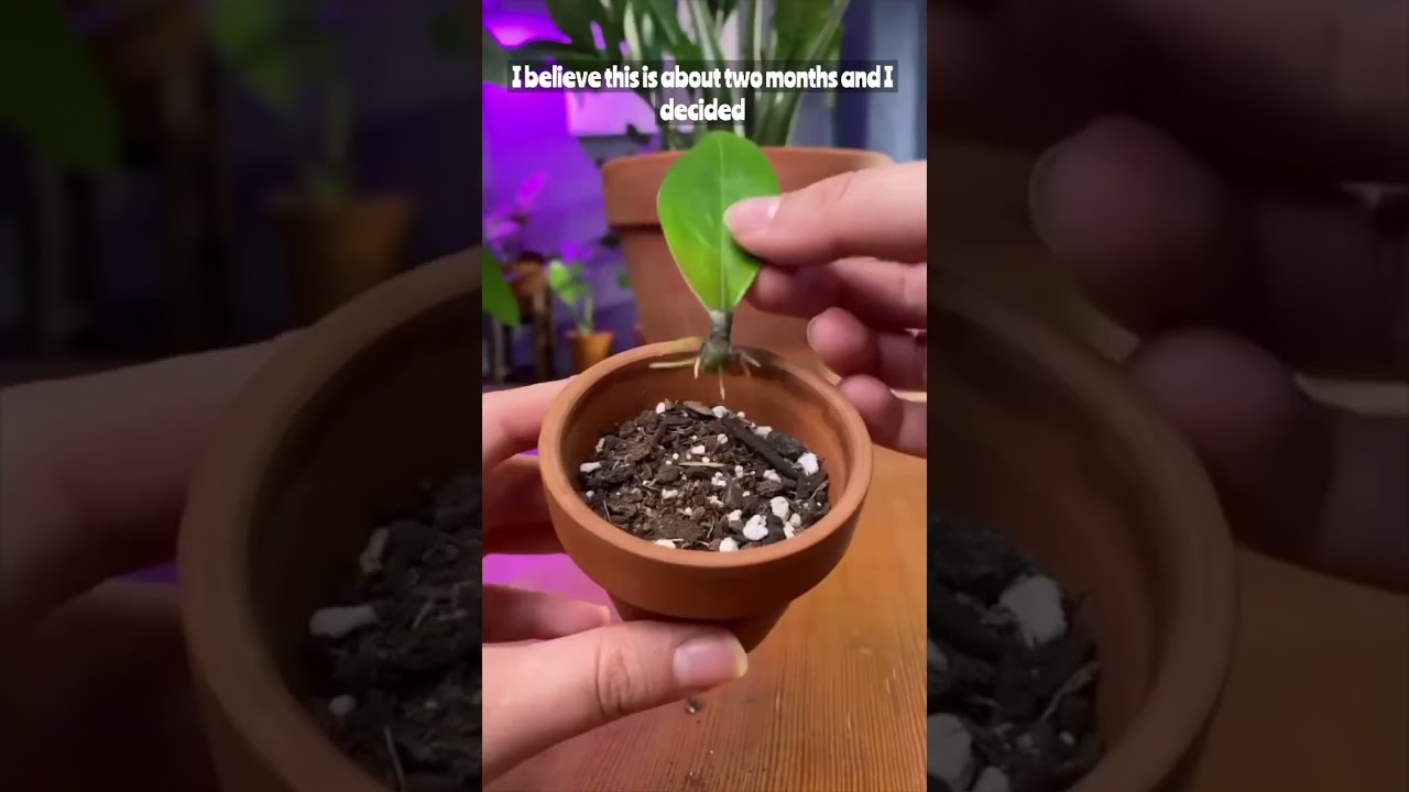 Propagating A Zz Plant By Leaf WITH RESULTS Propagation Plants Zzplant Plantcare