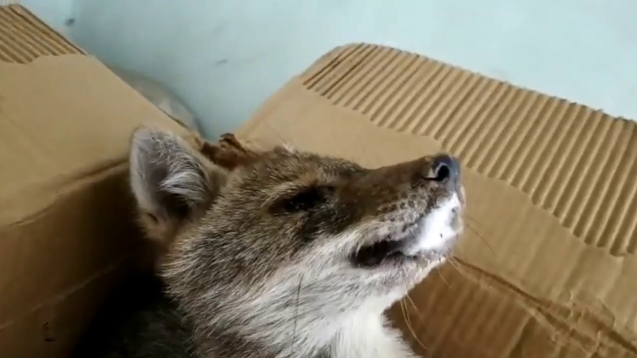 Indian fox classical case of distemper YouTube