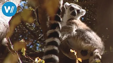 Ist Madagaskar ein Entwicklungsland?