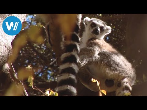 Video: Wo lebt der Lemur?